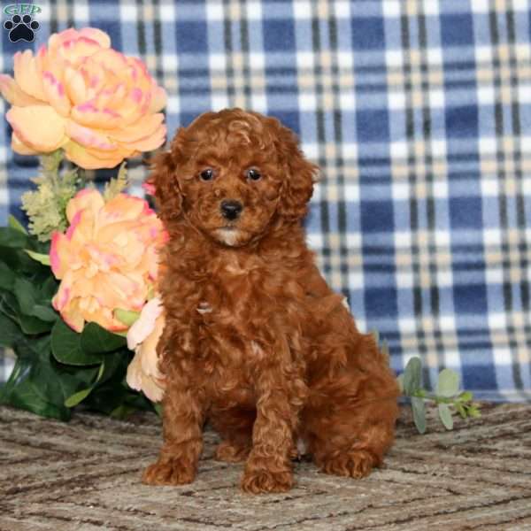 Abby, Miniature Poodle Puppy