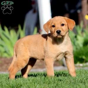 Abby, Fox Red Labrador Retriever Puppy