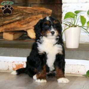 Abby, Bernedoodle Puppy