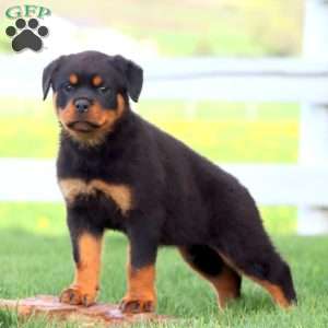 Abby, Rottweiler Puppy
