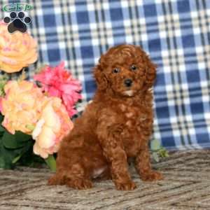 Abby, Miniature Poodle Puppy