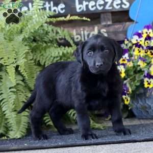 Abby, Black Labrador Retriever Puppy