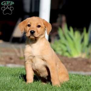 Abby, Fox Red Labrador Retriever Puppy