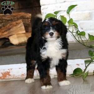Abby, Bernedoodle Puppy