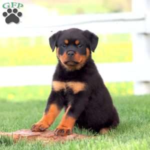 Abby, Rottweiler Puppy