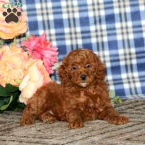 Abby, Miniature Poodle Puppy