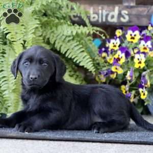 Abby, Black Labrador Retriever Puppy