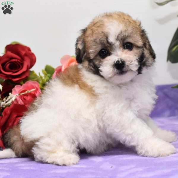 Abby, Bich-Poo Puppy