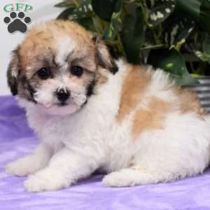 Abby, Bich-Poo Puppy