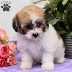 Abby, Bich-Poo Puppy