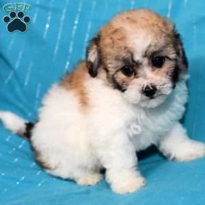Abby, Bich-Poo Puppy
