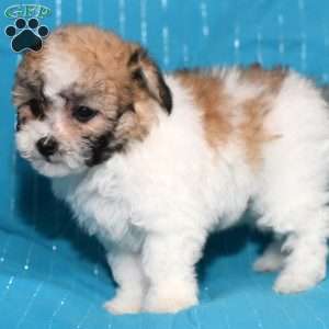 Abby, Bich-Poo Puppy