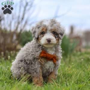 Ace, Mini Bernedoodle Puppy