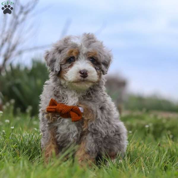 Ace, Mini Bernedoodle Puppy