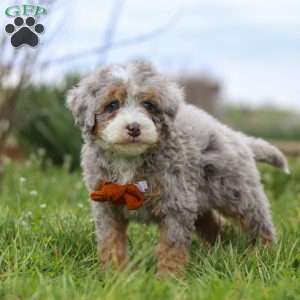 Ace, Mini Bernedoodle Puppy