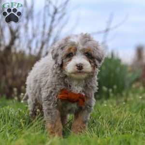 Ace, Mini Bernedoodle Puppy