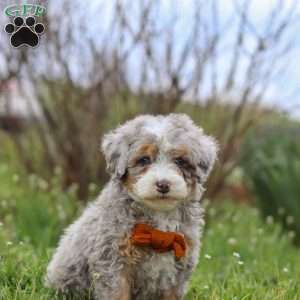 Ace, Mini Bernedoodle Puppy