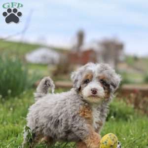 Ace, Mini Bernedoodle Puppy