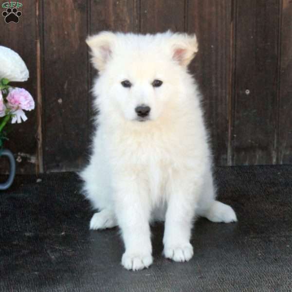 Ace, German Shepherd Mix Puppy