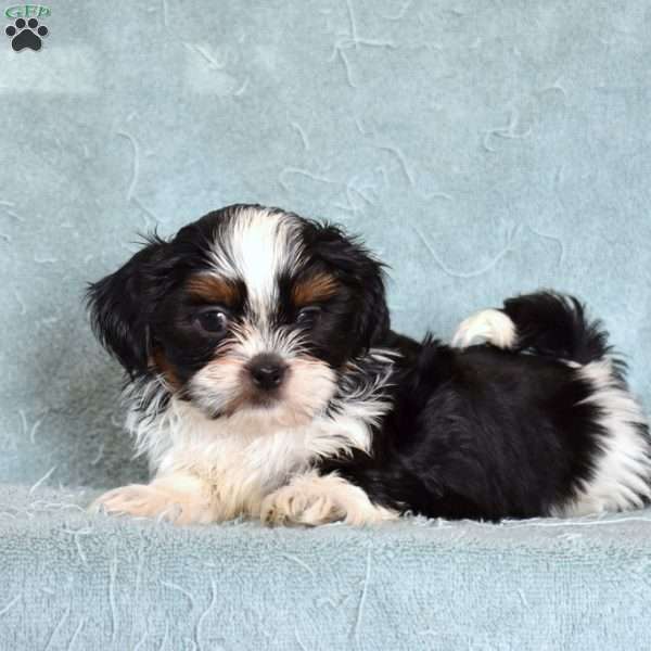 Ace, Shih Tzu Puppy