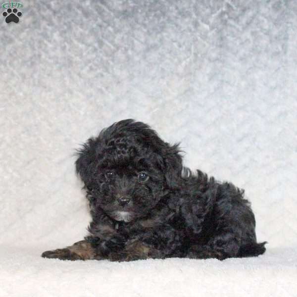 Ace, Miniature Poodle Puppy