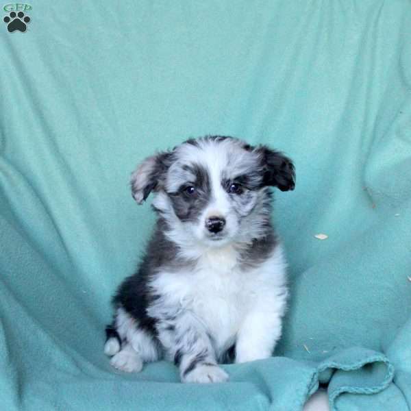Ace, Mini Aussiedoodle Puppy