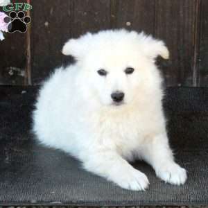 Ace, German Shepherd Mix Puppy