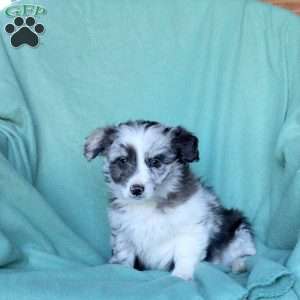 Ace, Mini Aussiedoodle Puppy