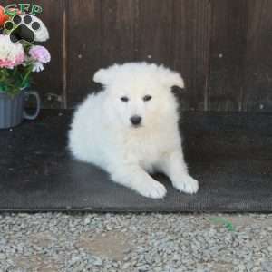 Ace, German Shepherd Mix Puppy