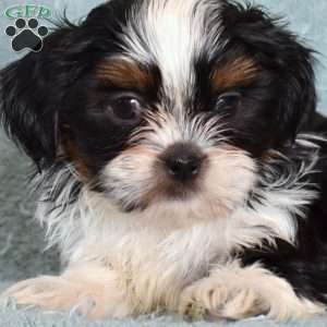 Ace, Shih Tzu Puppy