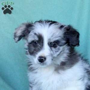 Ace, Mini Aussiedoodle Puppy