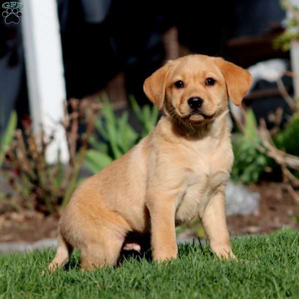 Ace, Fox Red Labrador Retriever Puppy