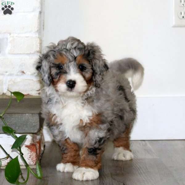 Ace, Bernedoodle Puppy