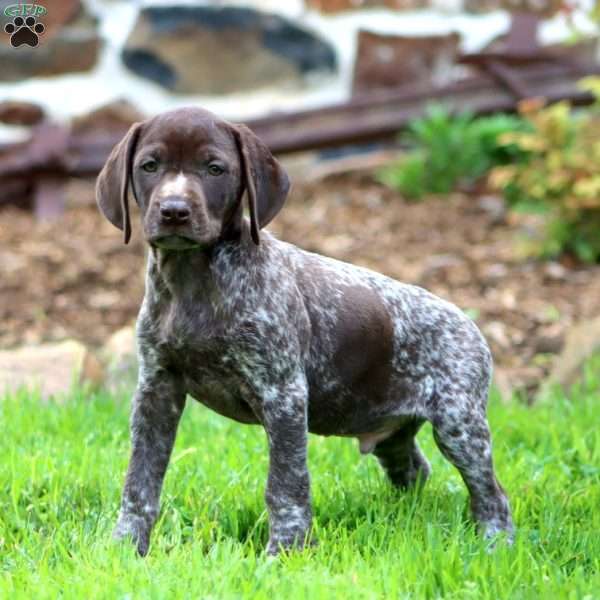 Ace, German Shorthaired Pointer Puppy