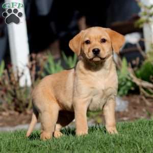 Ace, Fox Red Labrador Retriever Puppy