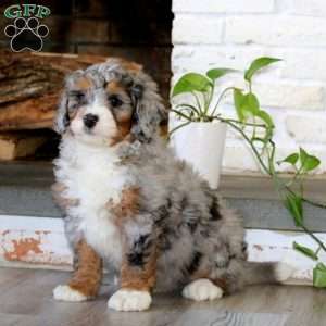 Ace, Bernedoodle Puppy