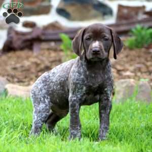 Ace, German Shorthaired Pointer Puppy