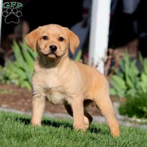 Ace, Fox Red Labrador Retriever Puppy