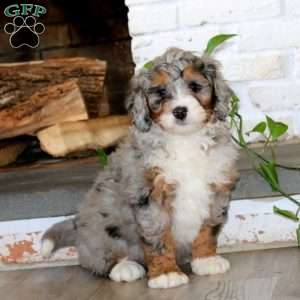 Ace, Bernedoodle Puppy