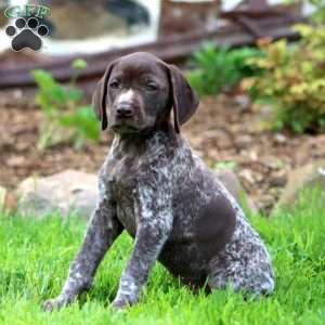 Ace, German Shorthaired Pointer Puppy