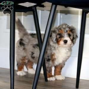 Ace, Bernedoodle Puppy