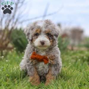 Ace, Mini Bernedoodle Puppy