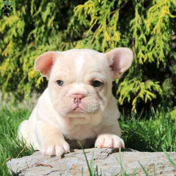 Adam, French Bulldog Puppy