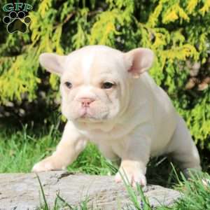 Adam, French Bulldog Puppy