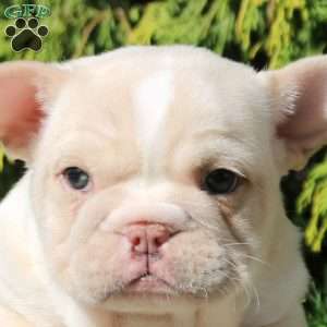 Adam, French Bulldog Puppy