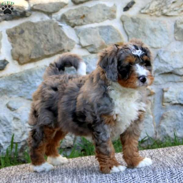 Adam, Bernedoodle Puppy
