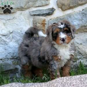 Adam, Bernedoodle Puppy
