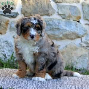 Adam, Bernedoodle Puppy