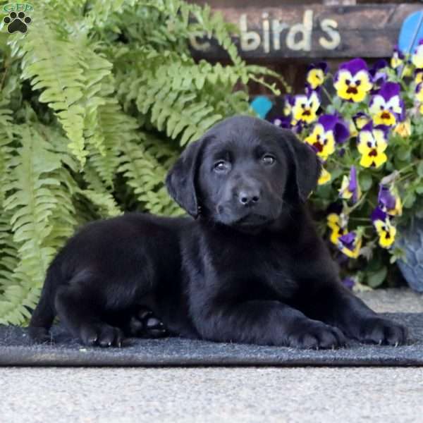 Aden, Black Labrador Retriever Puppy