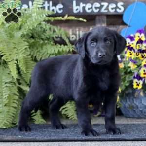 Aden, Black Labrador Retriever Puppy